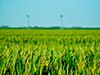 La Oriental | Compañía Agroindustrial